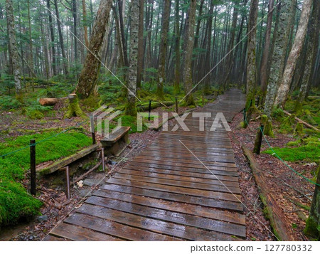 Rainy Shirakome Forest 127780332