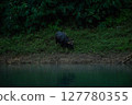 The wild gaur eating grass in the Cheow Lan Dam (Ratchaprapa Dam), Khao Sok National Park at Suratthani,Thailand 127780355