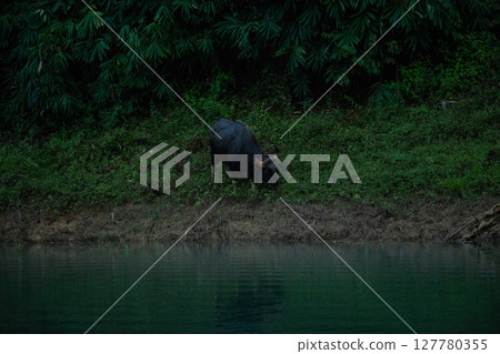 The wild gaur eating grass in the Cheow Lan Dam (Ratchaprapa Dam), Khao Sok National Park at Suratthani,Thailand The wild gaur eating grass in the Cheow Lan Dam (Ratchaprapa Dam), Khao Sok National Park at Suratthani,Thailand 127780355