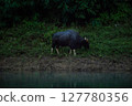 The wild gaur eating grass in the Cheow Lan Dam (Ratchaprapa Dam), Khao Sok National Park at Suratthani,Thailand 127780356