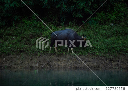 The wild gaur eating grass in the Cheow Lan Dam (Ratchaprapa Dam), Khao Sok National Park at Suratthani,Thailand The wild gaur eating grass in the Cheow Lan Dam (Ratchaprapa Dam), Khao Sok National Park at Suratthani,Thailand 127780356