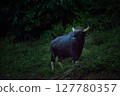The wild gaur eating grass in the Cheow Lan Dam (Ratchaprapa Dam), Khao Sok National Park at Suratthani,Thailand 127780357