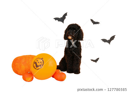 Black dog sits next to Halloween decorations, isolated on white, PNG 127780385