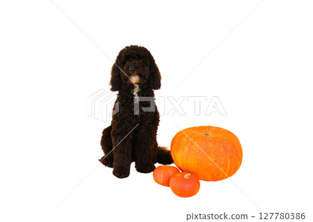 Black dog nearby vibrant orange pumpkins, isolated on white, PNG 127780386