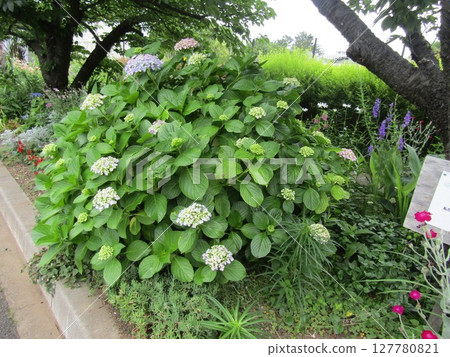 Hydrangea flowers make you feel calm 127780821