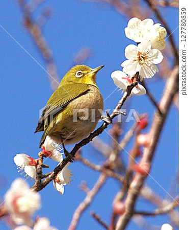 Meiro and white plum Meiro and white plum 127780859