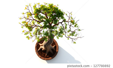 Top view of a bonsai tree in a pot with lush green leaves and orange accents against a white background Top view of a bonsai tree in a pot with lush green leaves and orange accents against a white background 127780892