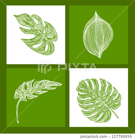 Monstera leaves objects in frames. hand drawing. Not AI, Vector illustration 127780959
