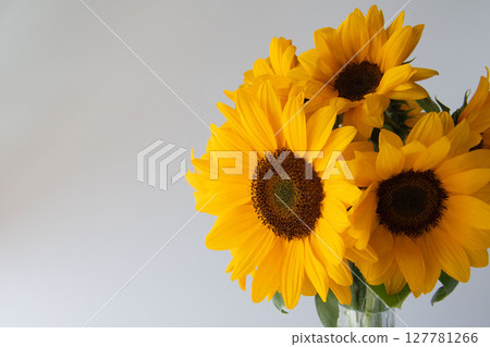 White background sunflower White background sunflower 127781266