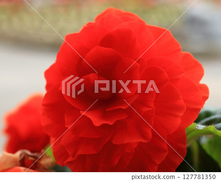 Red begonia petals Red begonia petals 127781350