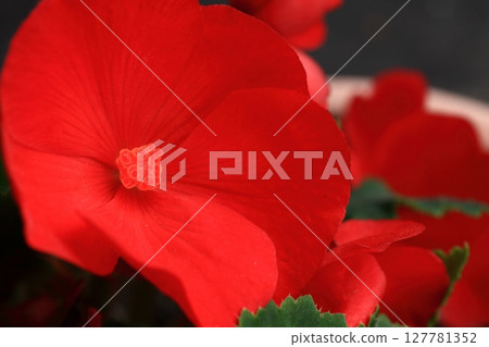 深紅色花瓣 深紅色花瓣 127781352