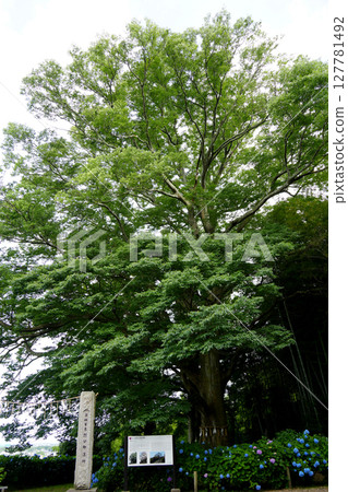 八幡神社的大櫸樹 127781492
