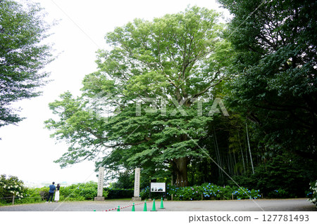 八幡神社的大櫸樹 八幡神社的大櫸樹 127781493