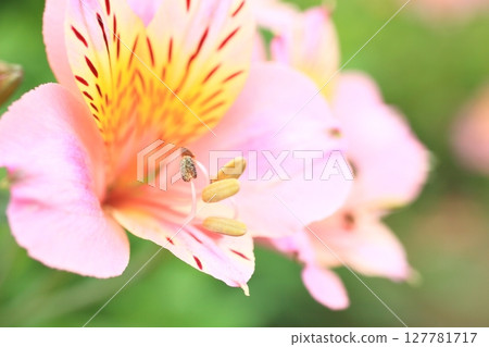 百合的粉紅色 百合的粉紅色 127781717