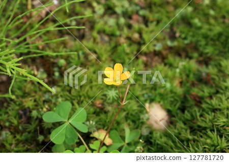Small yellow flowers 127781720