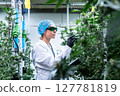 A dedicated lab technician measures and analyzes cannabis plants in a controlled environment. 127781819