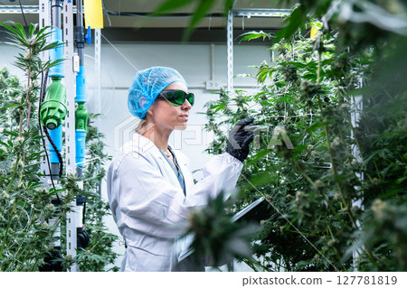 A dedicated lab technician measures and analyzes cannabis plants in a controlled environment. 127781819