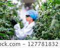 Dedicated worker carefully manicures cannabis plants to enhance quality and yield in cultivation. 127781832