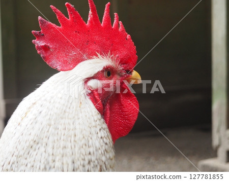 大白冠雞的外形 127781855