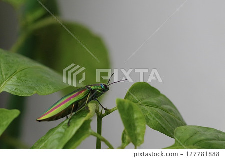 “一隻閃著虹彩的寶石甲蟲回頭看” “一隻閃著虹彩的寶石甲蟲回頭看” 127781888
