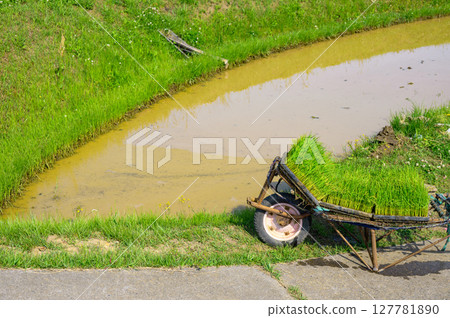 [娘舍梯田] 手工插秧準備 [千曲市] 127781890