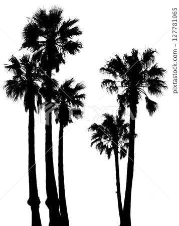 逼真的棕櫚樹剪影藝術，透明背景的切口 127781965