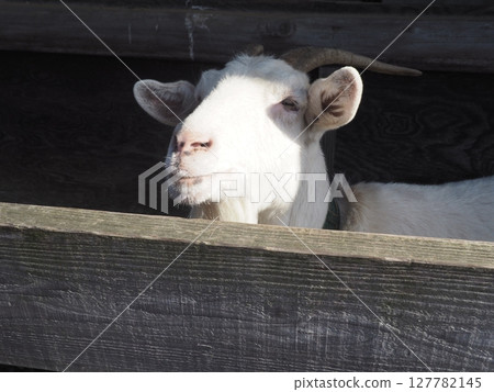 A white goat peeking out from inside a shed 127782145