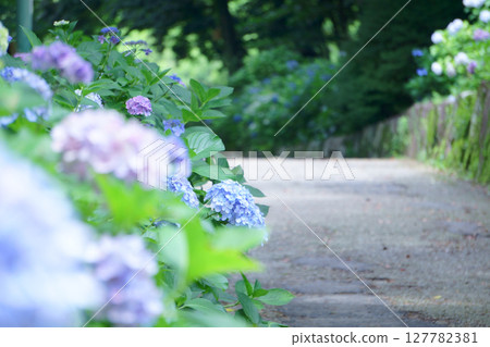 繡球花、繡球花散步道、鶴舞公園 繡球花、繡球花散步道、鶴舞公園 127782381