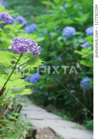 Hydrangeas blooming along the cobblestone road Hydrangeas blooming along the cobblestone road 127782384