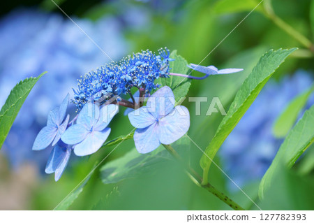 藍色繡球花 藍色繡球花 127782393