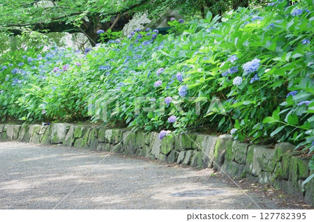 A scene of hydrangeas blooming in Tsuruma Park A scene of hydrangeas blooming in Tsuruma Park 127782395