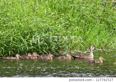 斑嘴鴨的大家族 127782527