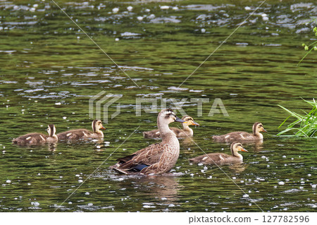 Spot-billed ducklings swimming around their parents 127782596
