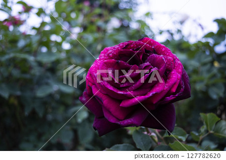 A red rose A red rose 127782620