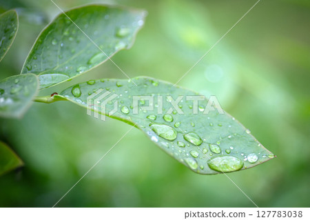 Fresh Green Leaf with Water Droplets After Rainfall in Natural Environment Fresh Green Leaf with Water Droplets After Rainfall in Natural Environment 127783038