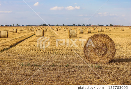 Expansive golden field filled with numerous round straw bales under a bright sky, symbolizing harvest, agriculture, and rural life. High quality photo 127783093