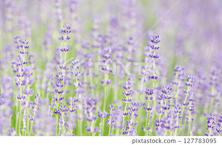 Lavender flowers blooming in the garden with blurred background on a summer day Lavender flowers blooming in the garden with blurred background on a summer day 127783095