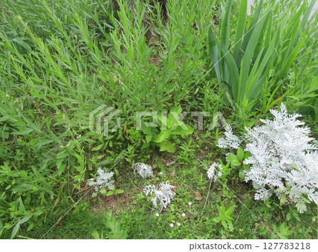 種植已從插枝上生根的繡球花 127783218