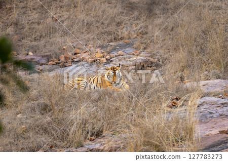 wild female bengal tiger or panthera tigris ranthambore national park forest reserve rajasthan india. tigress sitting in grass in dry rocky hills in winter season evening golden hour light in safari 127783273