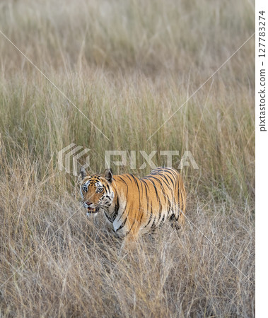 wild female bengal tiger or panthera tigris bandhavgarh national park forest reserve madhya pradesh india tigress walking camouflaged hiding her body in dry grassland for hunt in summer season safari wild female bengal tiger or panthera tigris bandhavgarh national park forest reserve madhya pradesh india tigress walking camouflaged hiding her body in dry grassland for hunt in summer season safari 127783274