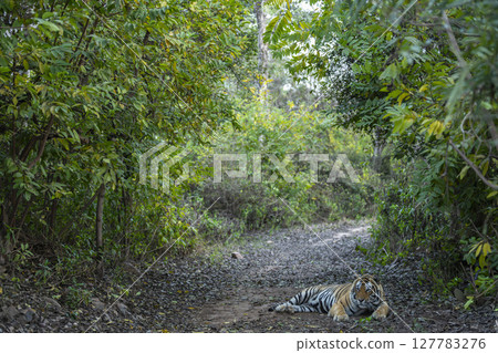 Showstopper wild dominant indian male tiger or panthera tigris sitting on road with natural green background roadblock inside jungle safari at Ranthambore National Park Forest Reserve Rajasthan India 127783276