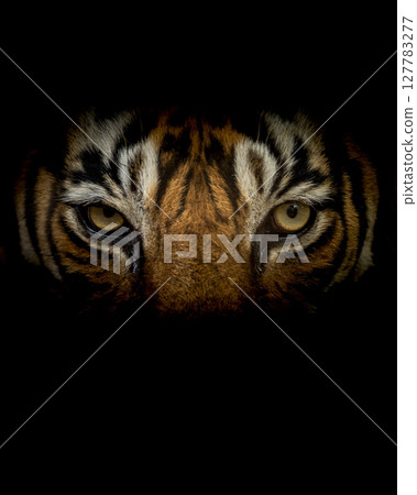 Wild royal bengal male tiger or panthera tigris angry eyes closeup with eye contacr and face in isolated black background in safari at ranthambore national park forest reserve rajasthan india Wild royal bengal male tiger or panthera tigris angry eyes closeup with eye contacr and face in isolated black background in safari at ranthambore national park forest reserve rajasthan india 127783277