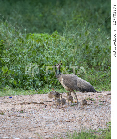loving caring and Protective mother peahen or female Peafowl together with playful peachicks or chicks trying first fly in mosoon breeding season and natural green background at forest safari india 127783278