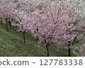 Cherry Blossoms   127783338