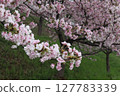 Cherry Blossoms   127783339