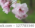 Cherry Blossoms   127783340