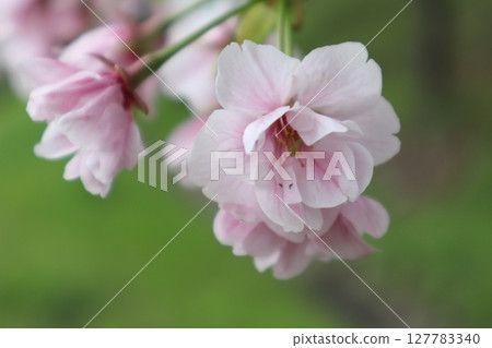Cherry Blossoms Cherry Blossoms 127783340