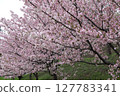 Cherry Blossoms   127783341