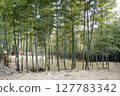  Bamboo grove 127783342