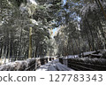 Snow bamboo grove 127783343